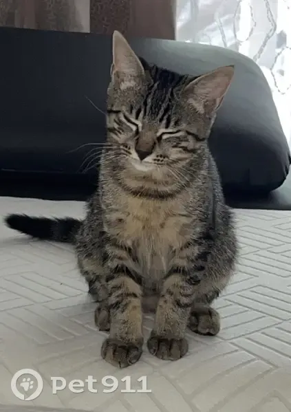 Chat tigré 4 mois perdu au Crès, Avenue Monteroni - photo