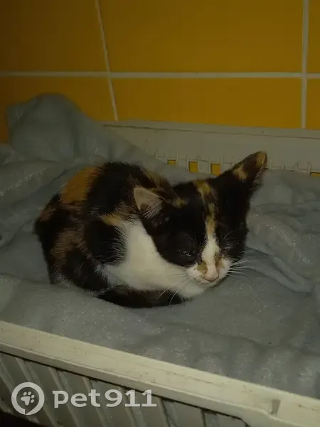 Chaton tricolore trouvé à Boqueho - photo