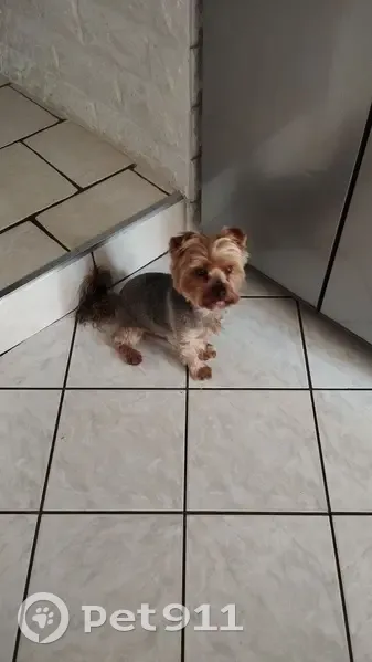 Yorkshire Terrier perdu à Liverdun - photo