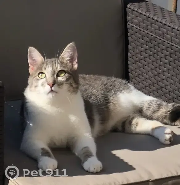 Chat disparu, femelle, Santenay, Petite Rue 21 - photo
