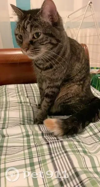 Chat européen femelle 9 ans disparue Clermont - photo
