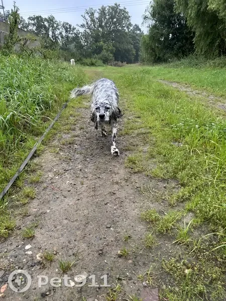 Setter anglais femelle trouvée à Plouasne - photo