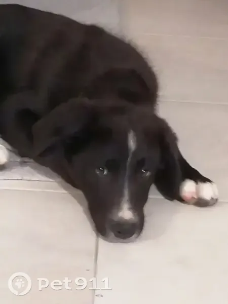 Chiot mâle type border collie trouvé - photo