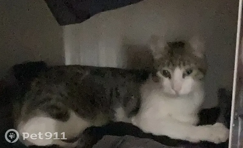 Chat trouvé câlin, collier noir, non pucé - photo