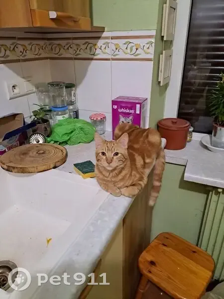 Jeune chat roux perdu à Irai, 17 mois - photo