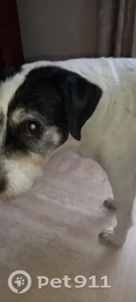 Chien aveugle trouvé à Veauche - photo
