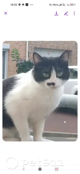 Chat trouvé à Lomme, Rue Ernest Couteaux - photo