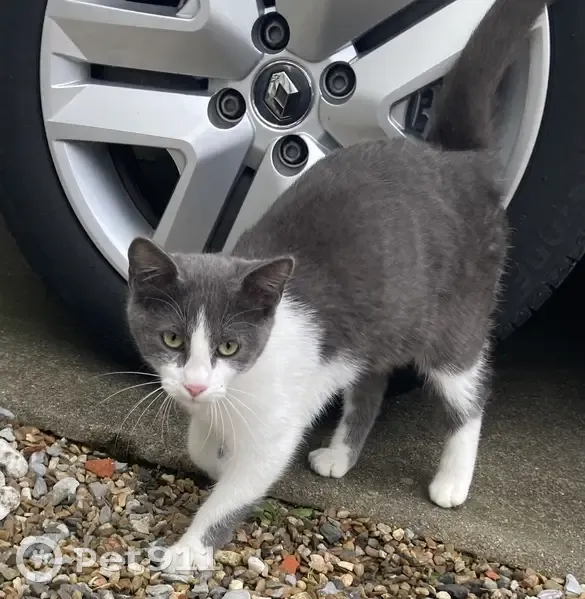 Chatte grise et blanche trouvée à Angers - photo