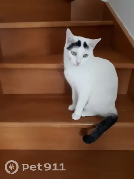 Chatte blanche et noire perdue à Lons-le-Saunier - photo