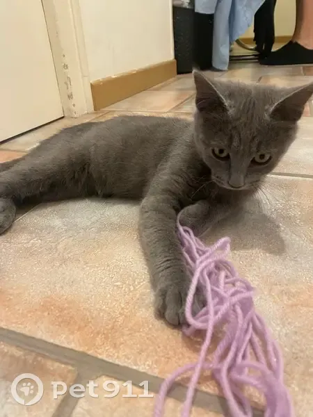 Jeune chat gris trouvé rue Charles Frechin - photo