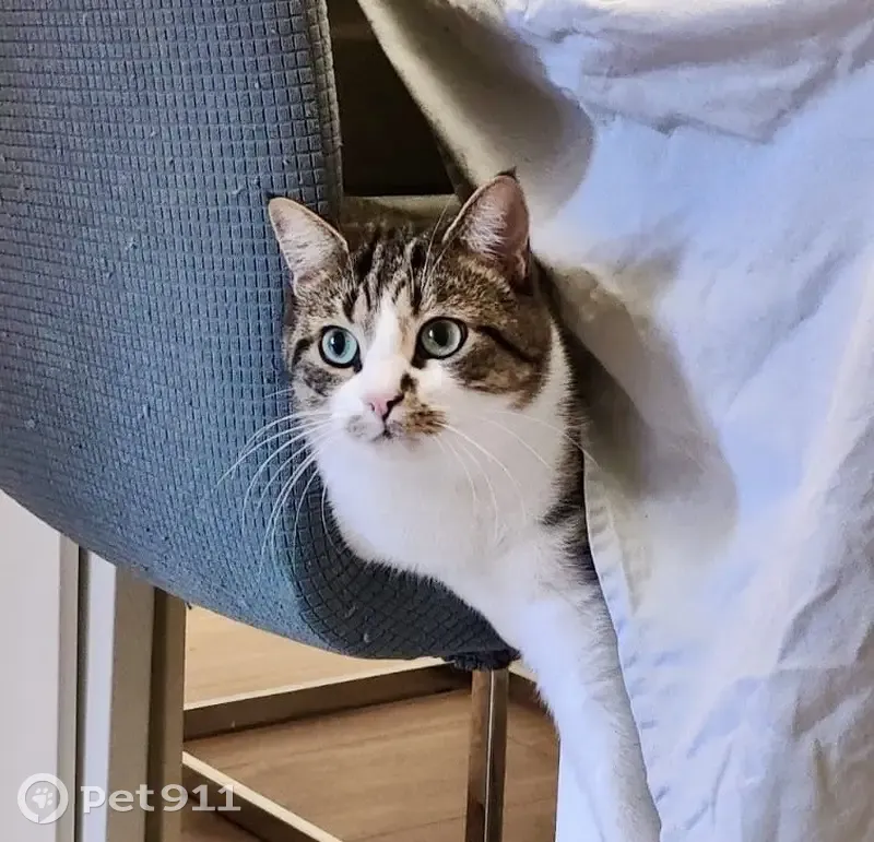 Chat disparu à Montpellier, secteur Assas - photo