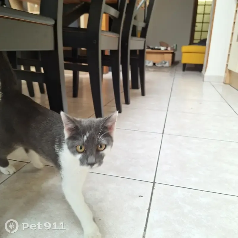 Chat gris et blanc trouvé, sociable, Rue de Moscou - photo