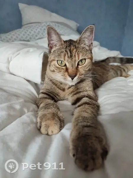 Chatte européenne marron perdue à Melun - photo