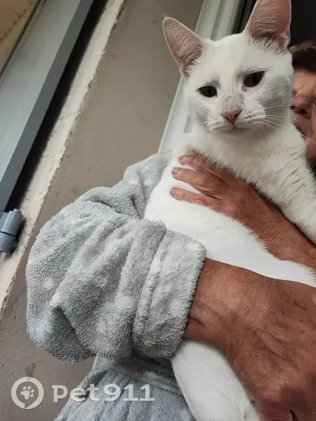 Chat trouvé non castré Rue de Bellevue 9 - photo