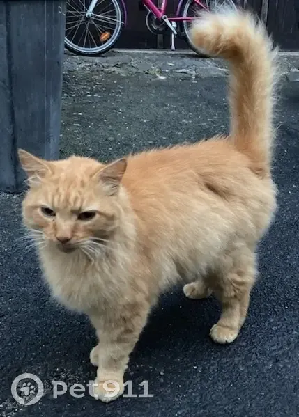 Chat roux trouvé, mâle castré, Rue Sainte-Barbe - photo
