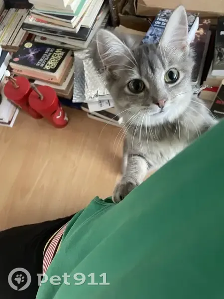 Chatte trouvée, jeune et affectueuse à Lorient - photo