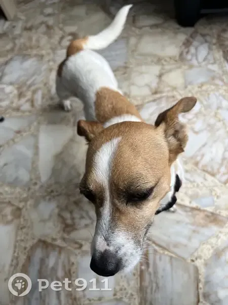 Jack Russel trouvé Chemin du Cros, Pins-Justaret - photo