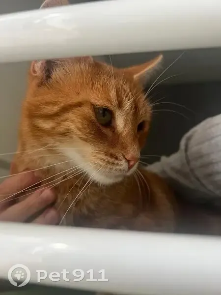 Chatte stérilisée Xaninha disparue à Fenioux - photo