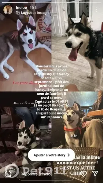 Husky bleu perdu à Nancy, répond 