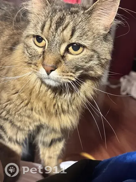 Chat tigré mâle perdu à Champhol - photo