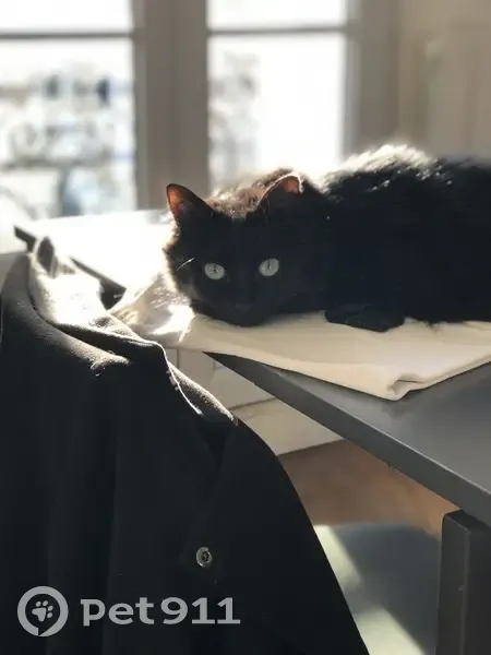Chat noir Baya perdu à Vernaison - photo