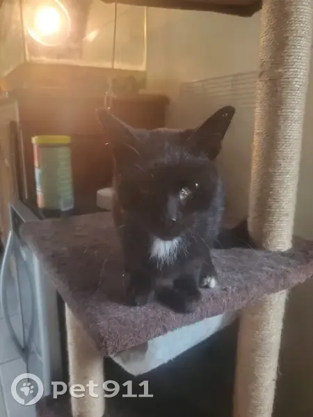 Chaton mâle trouvé à Torcé, Bretagne - photo