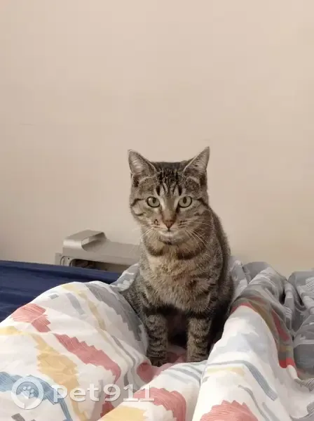 Chatte tigrée gris/noir perdue à Dijon - photo