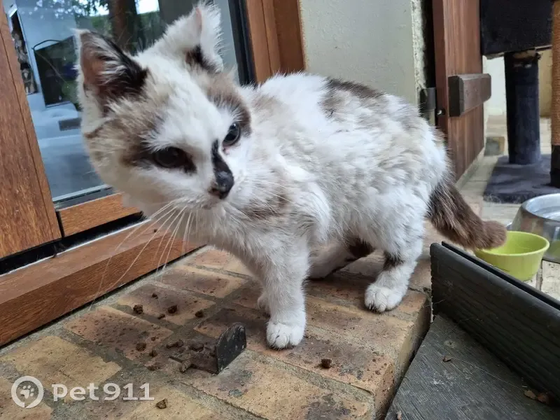 Chaton trouvé, très maigre et malvoyant - photo