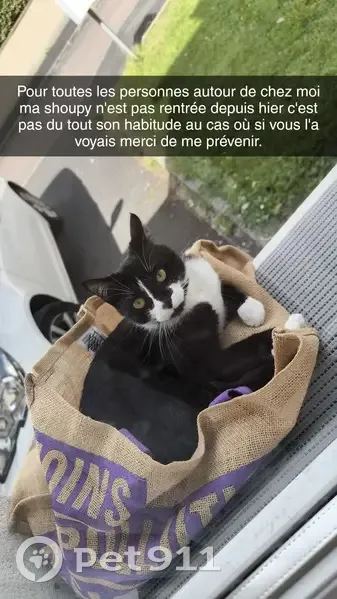 Chatte noire et blanche perdue à Moult - photo