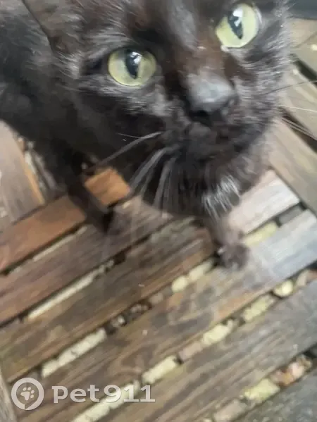 Chat trouvé à Givors centre, non pucé, amaigri - photo