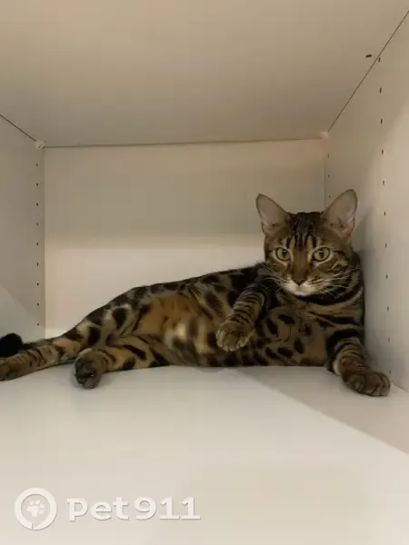 Chat Bengale perdu au Pradet, aide demandée - photo