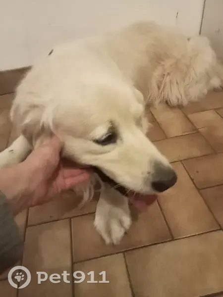 Chien trouvé : Golden Retriever crème, Mauges - photo
