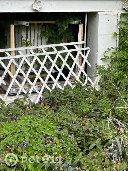 Chat noir et blanc craintif trouvé au Vésinet - photo
