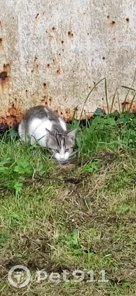 Chaton trouvé à Saint-Perreux, 3 mois, blanc tacheté - photo