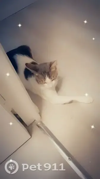 Chat gris et blanc perdu, répond à Snow - photo