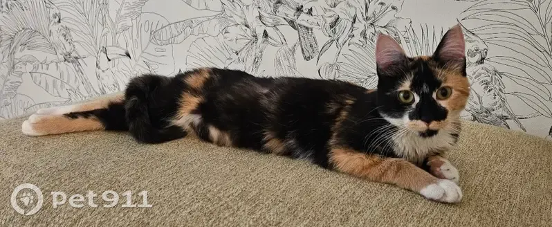 Chat perdu à Échirolles, allée de la Soie - photo