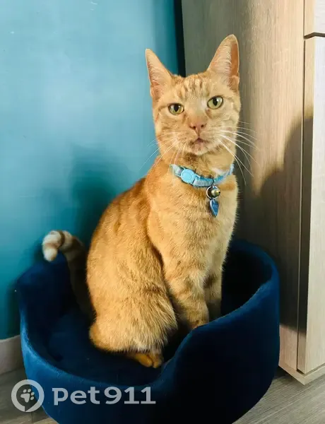 Chat roux perdu à Hénin-Beaumont - photo