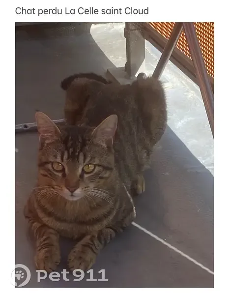 Chat tigre perdu, mal pucé, castré, La Celle - photo
