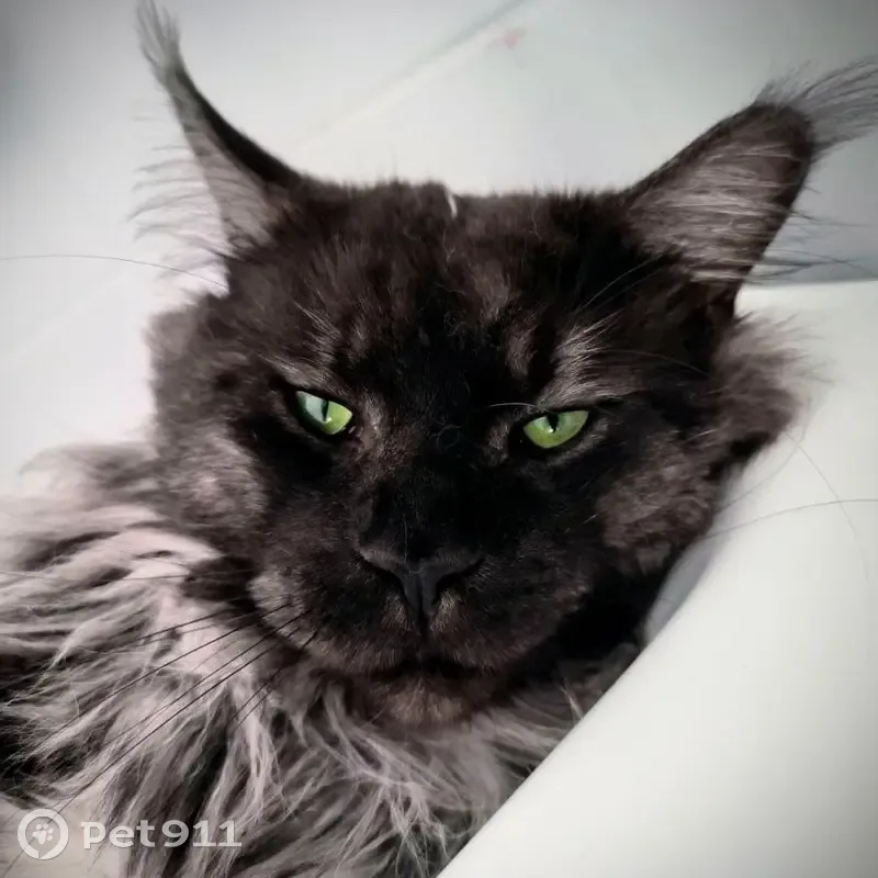 Mainecoon mâle noir perdu à Bruz - photo