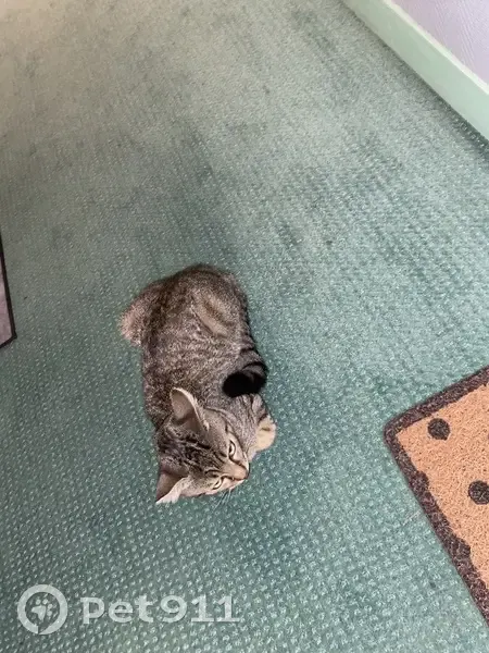 Chat mâle tigré gris trouvé à Tours - photo
