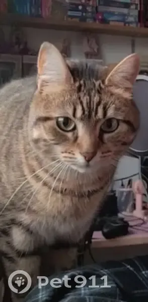 Chatte tigrée pucée disparue à Mastaing - photo