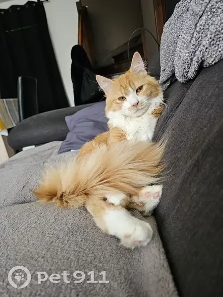 Chat perdu : Rousse et blanche, secteur Intermarché - photo