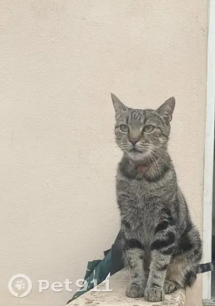 Chat tigré perdu à Sucy-en-Brie - photo