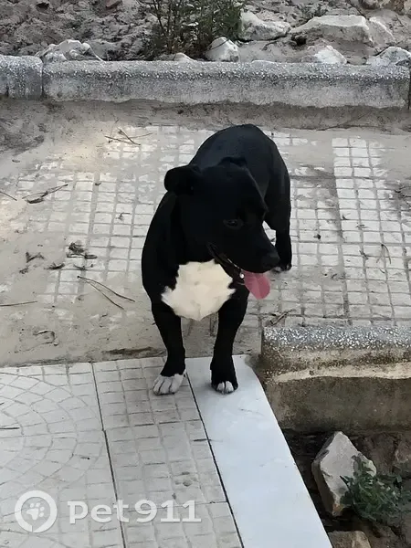 Chien noir avec tache blanche disparu - photo