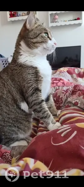 Chatte 8 ans disparue à Tourcoing - photo