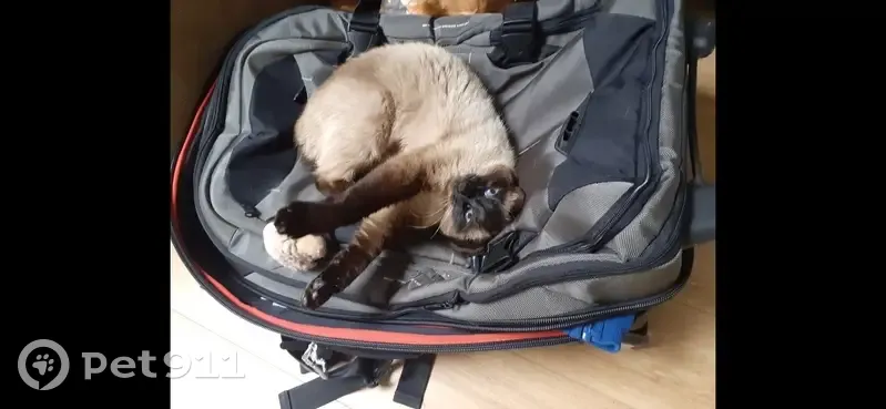 Chatte siamoise disparue à Cormontreuil - photo