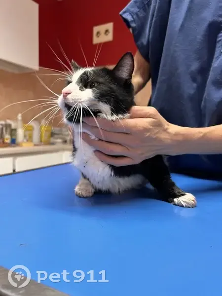 Chat trouvé à Miserey-Salines, en clinique - photo