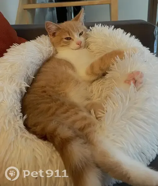 Chat roux et blanc perdu à Dirinon - photo