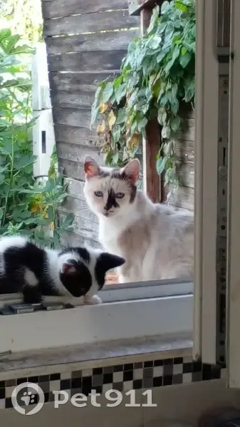 Chat disparu à Somain, Rue de Carnoules - photo
