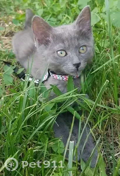 Chaton gris 5 mois disparu à Meaux - photo